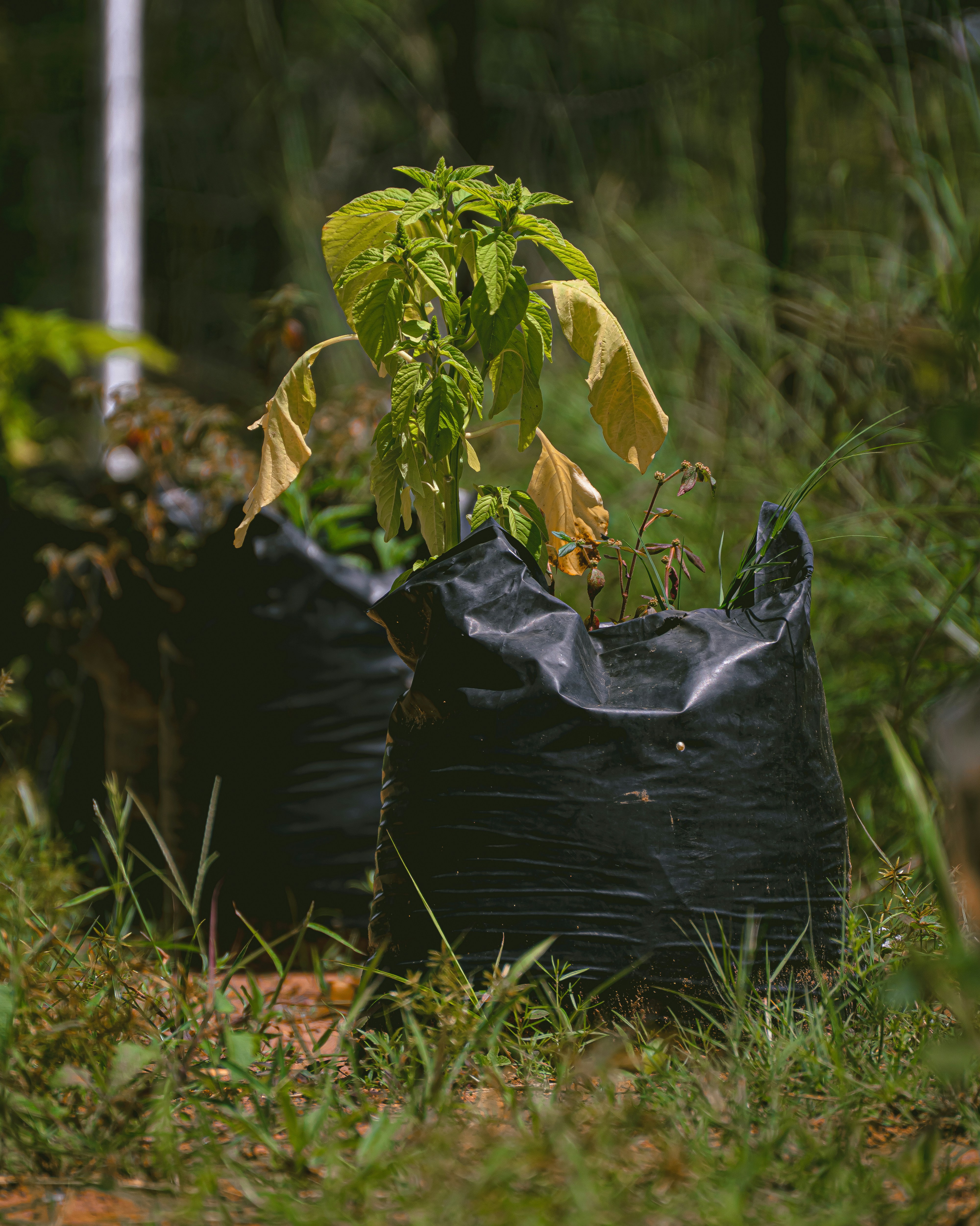 Compost Bag